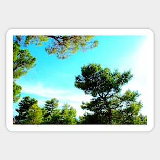 View from Montecassiano at pine trees with needles and cones Sticker